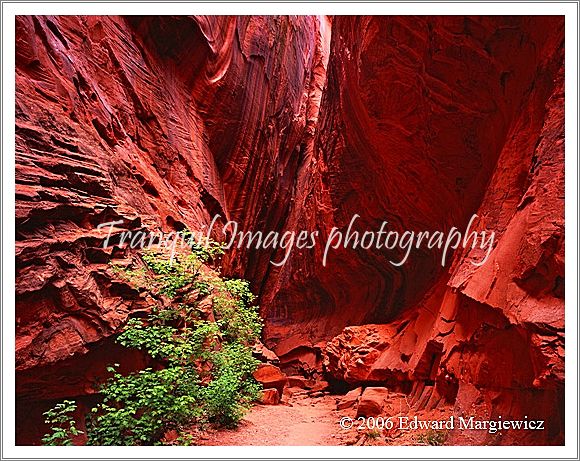 450332C   Red Canyon along the Burr Trail, Utah 